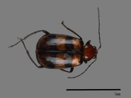 <已分類>Family：Chrysomelidae[金花蟲科][00041402]