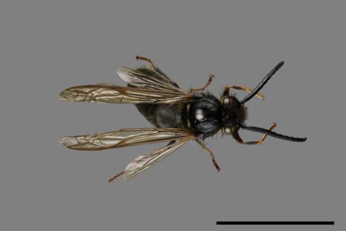 Vespula flaviceps[細黃胡蜂][00072879]