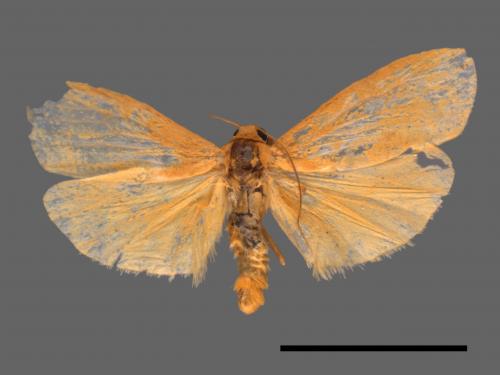 Eilema ratonis[凸紋土苔蛾][00039045]
