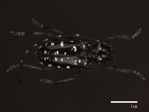 Anoplophora chinensis[華星天牛][00080344]