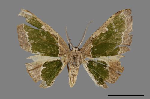 Celenna festivaria formosensis[綠紋尺蛾][00071490]