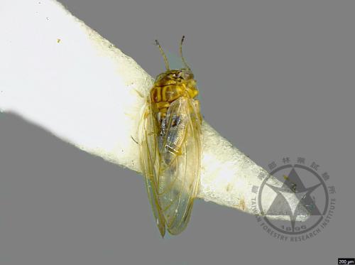 <已分類>Family：Psyllidae[木蝨科][00026407]