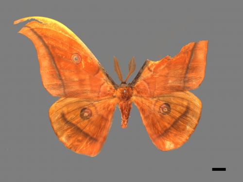 Antheraea yamamai superba[大透目天蠶蛾][00016218]