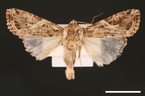 Spodoptera litura[斜紋夜蛾][00002801]