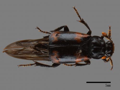 Nicrophorus nepalensis[橙斑埋葬蟲][00095820]