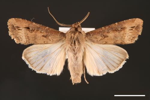 Agrotis ipsilon[小地老虎][00000667]