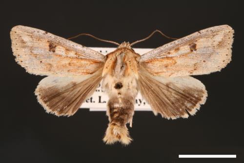 Mythimna albomarginata rubea[白緣秘夜蛾][00001523]