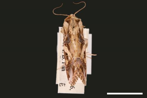 Spodoptera litura[斜紋夜蛾][00002819]