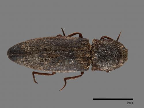 <已分類>Family：Elateridae[叩頭蟲科][00054191]
