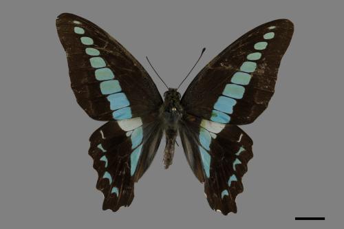 Graphium sarpedon connectens[青帶鳳蝶][00093719]