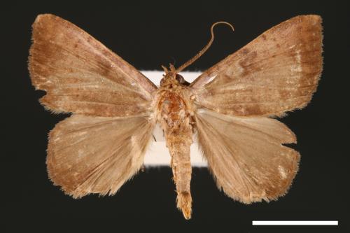 Scedopla umbrosa[00007222]