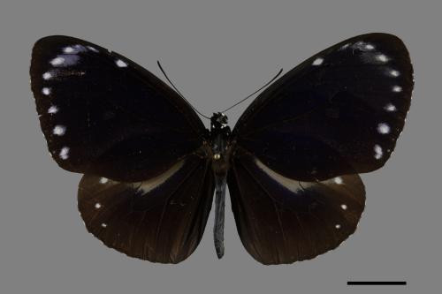 Euploea tulliolus koxinga[小紫斑蝶][00090735]