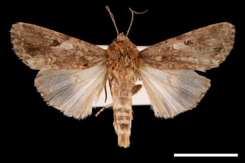 Spodoptera mauritia acronyctoides[灰翅夜蛾][00029497]