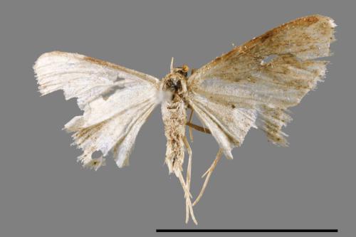 <已分類>Family：Crambidae[草螟科][00065452]