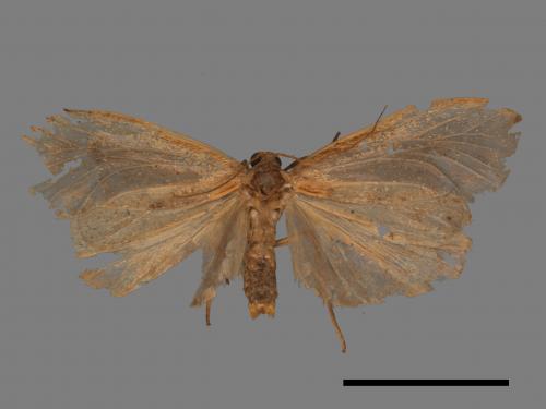 Gampola fasciata[曲苔蛾][00053504]