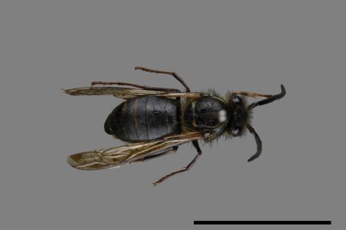 Vespula flaviceps[細黃胡蜂][00072916]