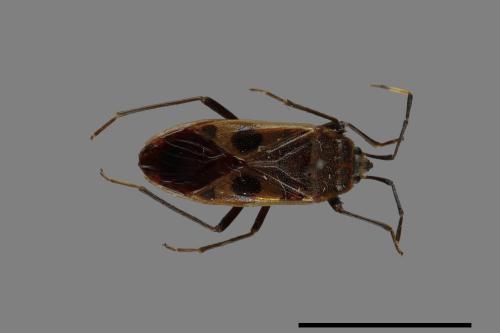 Physopelta parviceps[東亞斑紅椿][00048306]