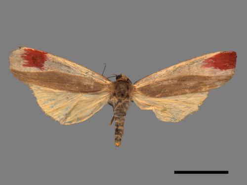 Agylla divisa[梯雙分華苔蛾][00052765]