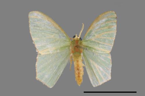 Hemistola simplex[紅緣無繮青尺蛾][00025151]