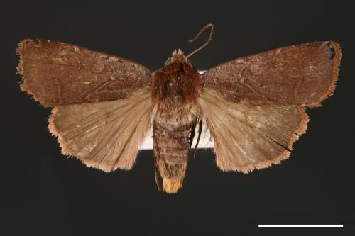 Diarsia subtincta[灰褐歹夜蛾][00000787]