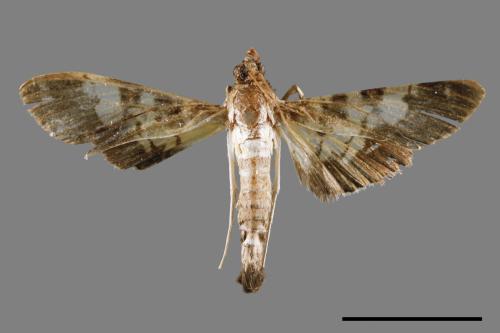 <已分類>Family：Crambidae[草螟科][00065576]