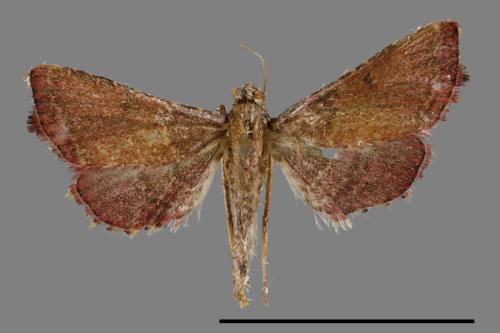 <已分類>Family：Pyralidae[螟蛾科][00038090]