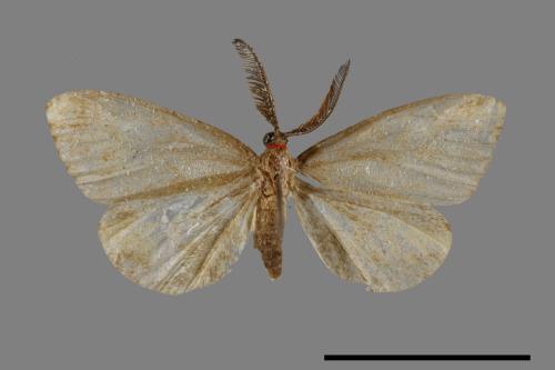 Arbudas submacula[黃紋紅頸斑蛾][00044125]