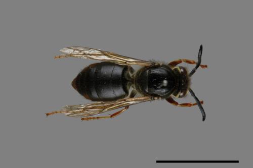 Vespula flaviceps[細黃胡蜂][00073476]