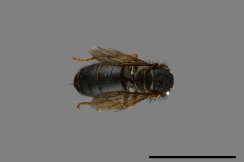 Vespula flaviceps[細黃胡蜂][00073299]