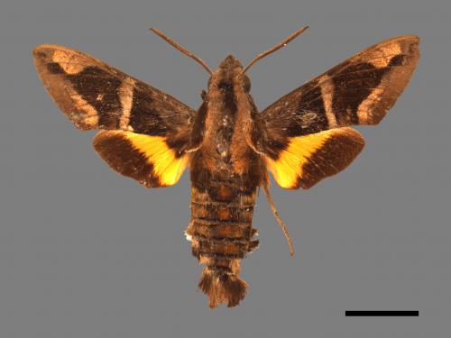 Macroglossum mitchellii imperator[背帶長喙天蛾][00016932]