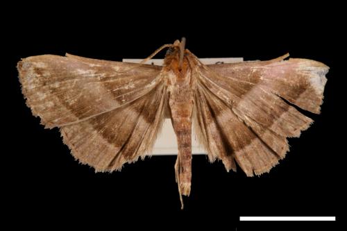 Hadennia obliqua[00010444]