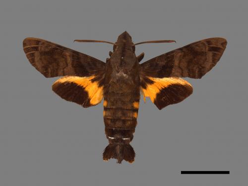 Macroglossum pyrrhosticta[黃斑長喙天蛾][00016923]