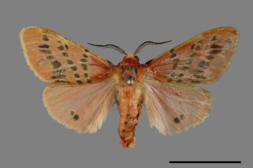 Lemyra alikangensis[三斑澄燈蛾][00099866]