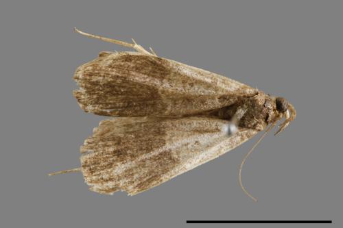 <已分類>Family：Noctuidae[夜蛾科][00010631]