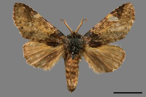 Pseudofentonia nigrofasciata[00055210]