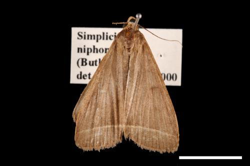 Simplicia niphona[00011479]