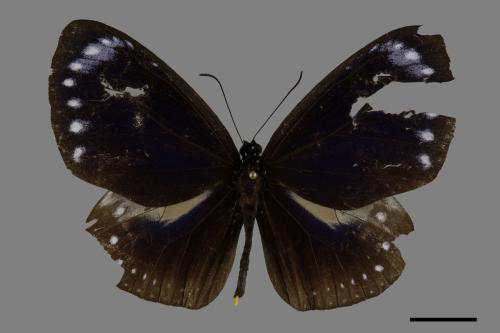 Euploea tulliolus koxinga[小紫斑蝶][00093827]