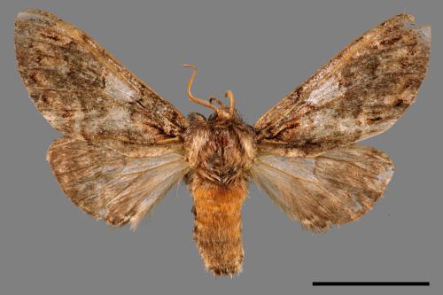Notodonta griseotincta[黑脈紋舟蛾][00055605]