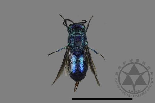 <已分類>Family：Chrysididae[青蜂科][00171939]