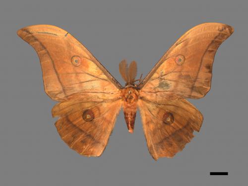 Antheraea yamamai superba[大透目天蠶蛾][00016092]