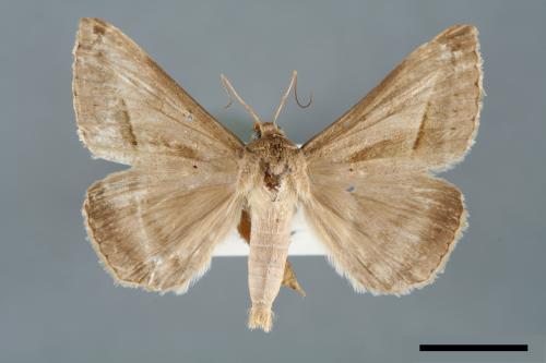 Mocis frugalis[毛跗夜蛾][00005860]