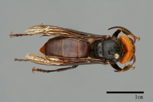 Vespa mandarinia[中華大虎頭蜂][00096404]