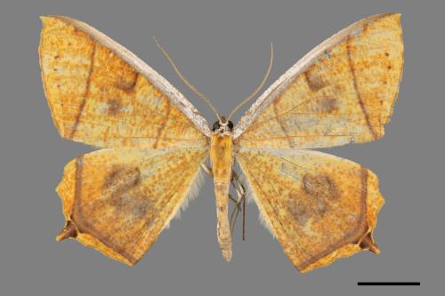 Thinopteryx crocoptera assamensis[黃蝶尺蛾][00042562]