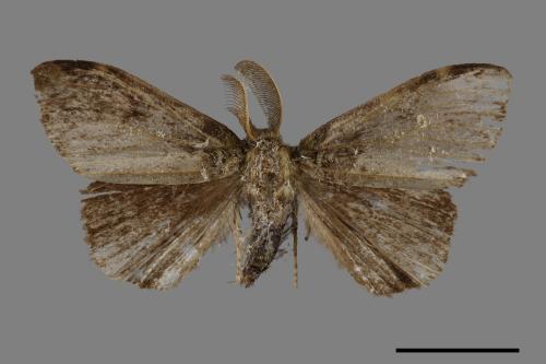Ilema olivacea[角斑毒蛾][00047546]