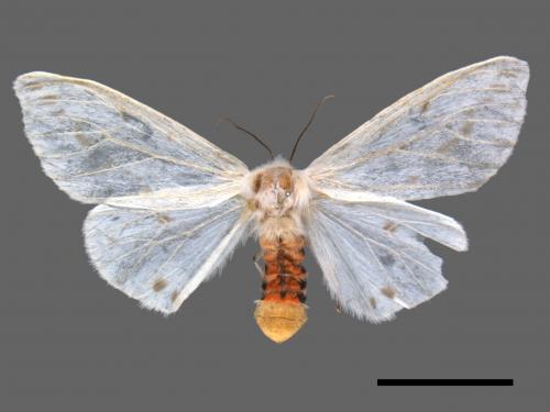 Lemyra rhodophilodes[姬白污燈蛾][00057942]