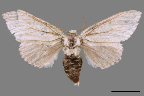 Cnethodonta grisescens baibarana[灰舟蛾][00047609]