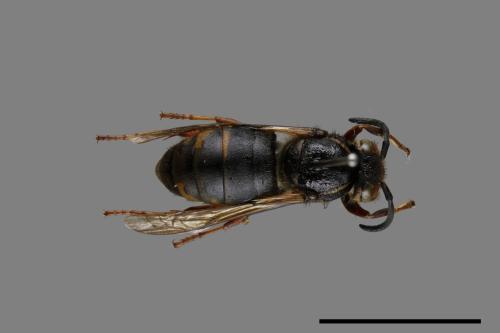 Vespula flaviceps[細黃胡蜂][00073190]