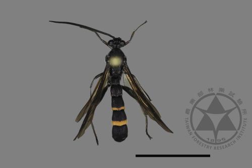 <已分類>Family：Ichneumonidae[姬蜂科][00173332]