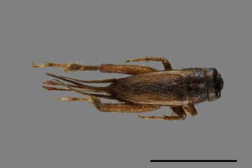 <已分類>Family：Gryllidae[蟋蟀科][00054452]