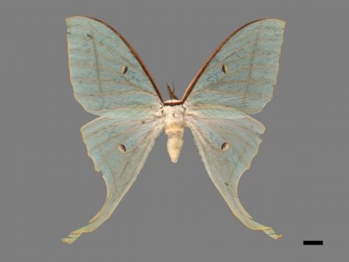 Actias selene ningpoana[長尾水青蛾][00061090]